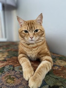 Felix-Fincham