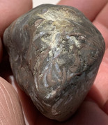 Caliza con fósiles de conchas IMG-6511