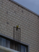 28.1.bananaquit in urban scenario I