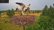 19072025bociany8