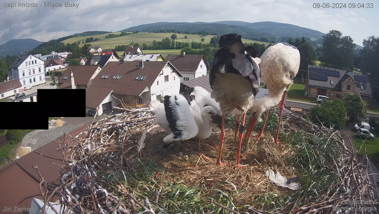 Tiešraides kamera — Mladé Buky — stārķa ligzda 11-18-1 screenshot