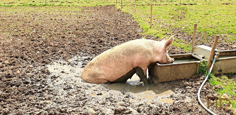 pig-in-muck.jpg