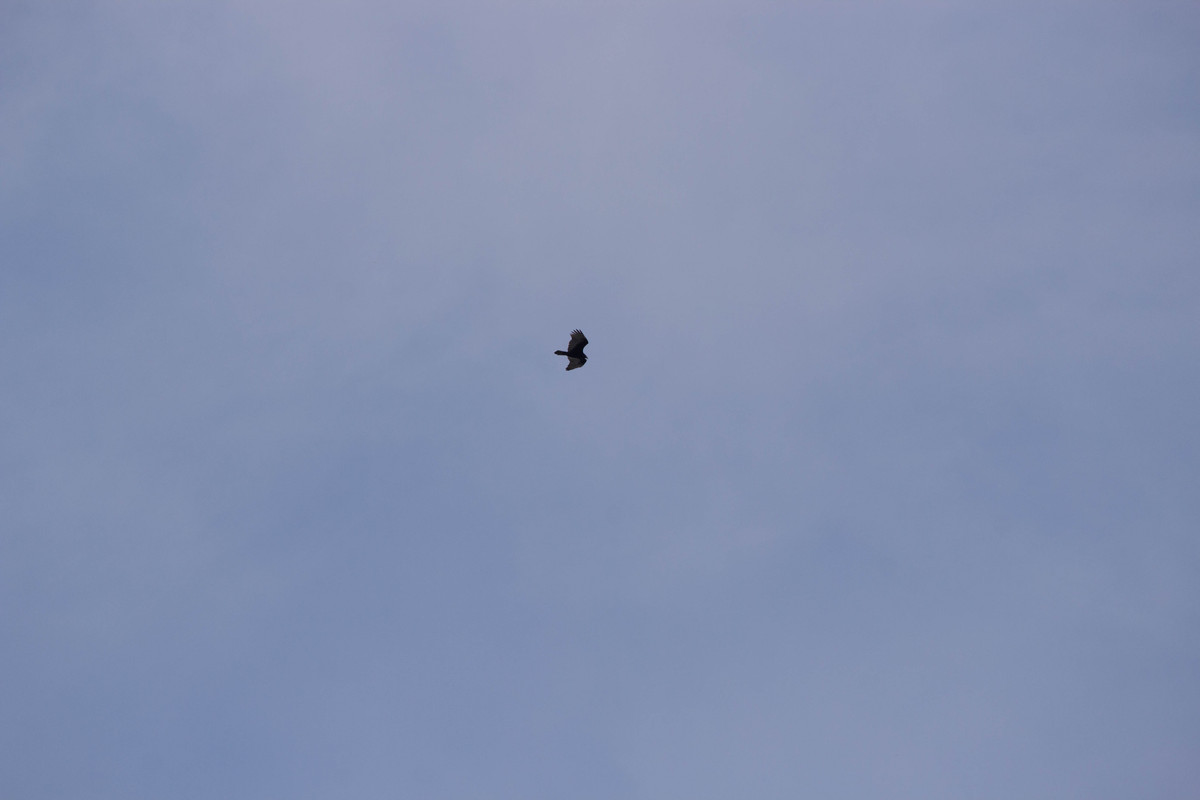 IMG 3553