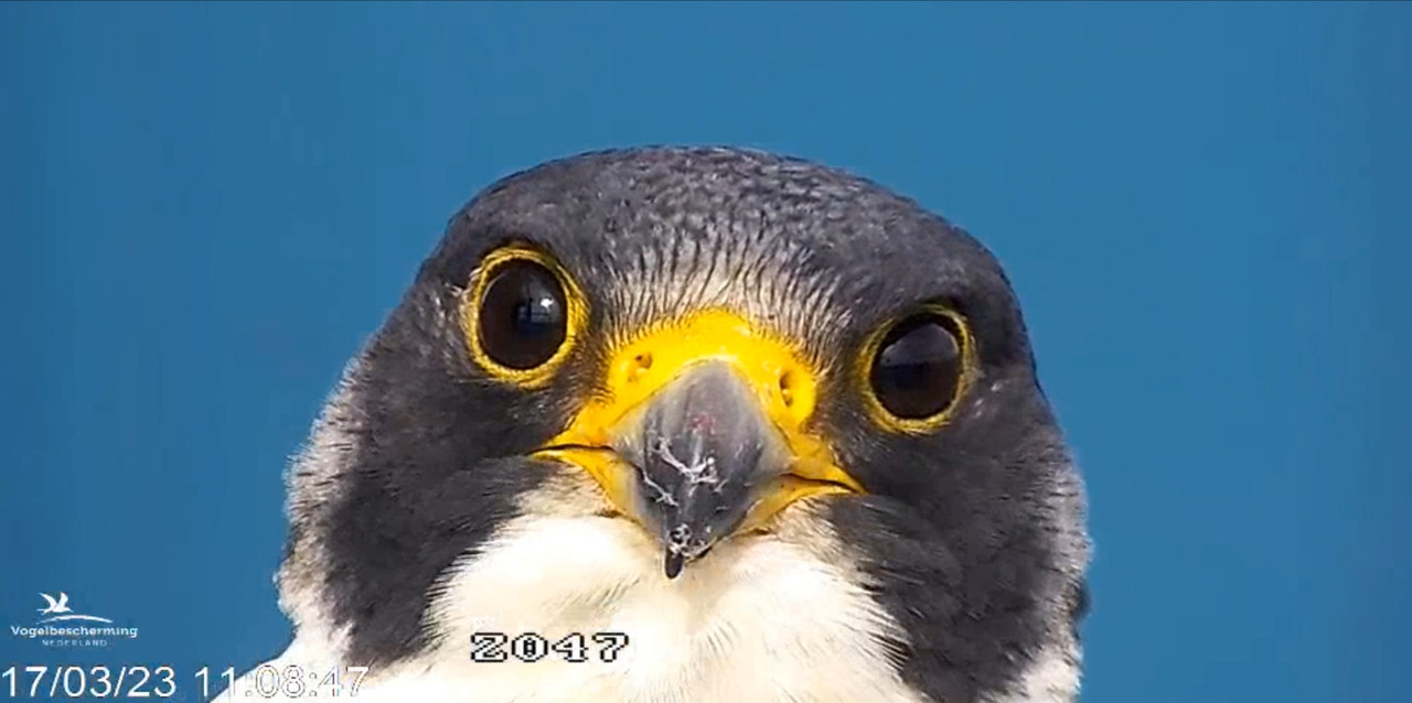 screenshots va 2 maart 2023 © VWGGemert/Vogelbescherming Nederland - Pagina 17 2023-03-17-112109