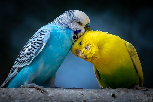 istockphoto-1243410279-170667azzzz.jpg
