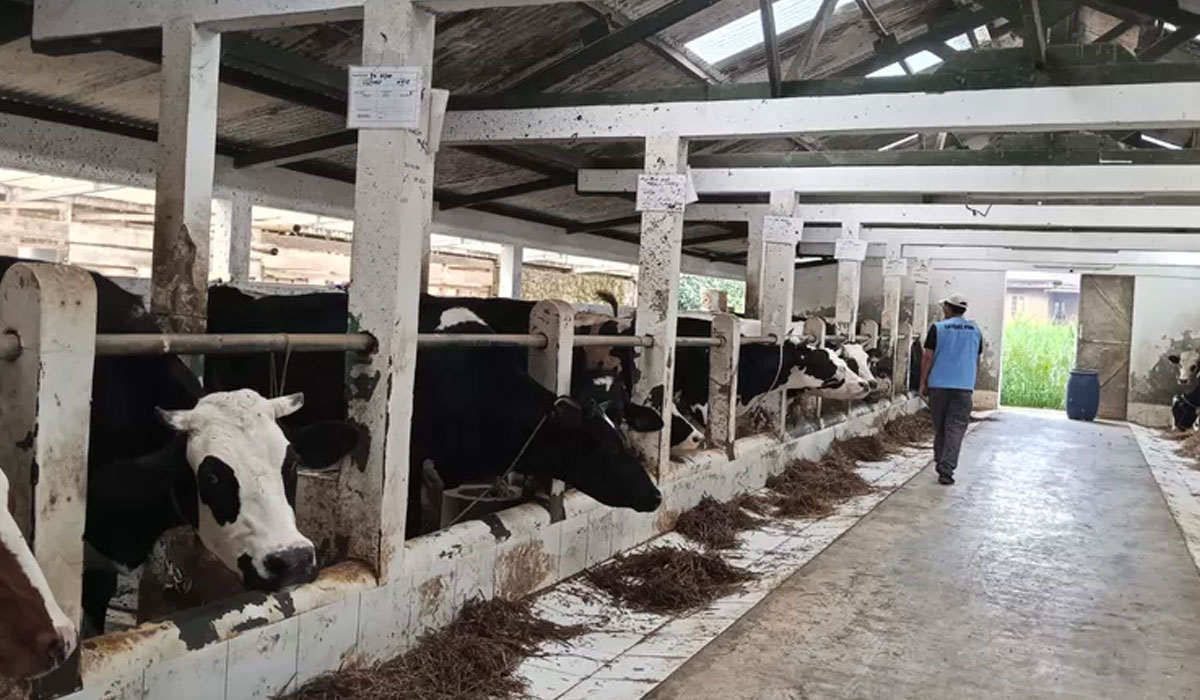 Upaya Pemerintah & Dinas Peternakan Dalam Menanggulangi Kasus