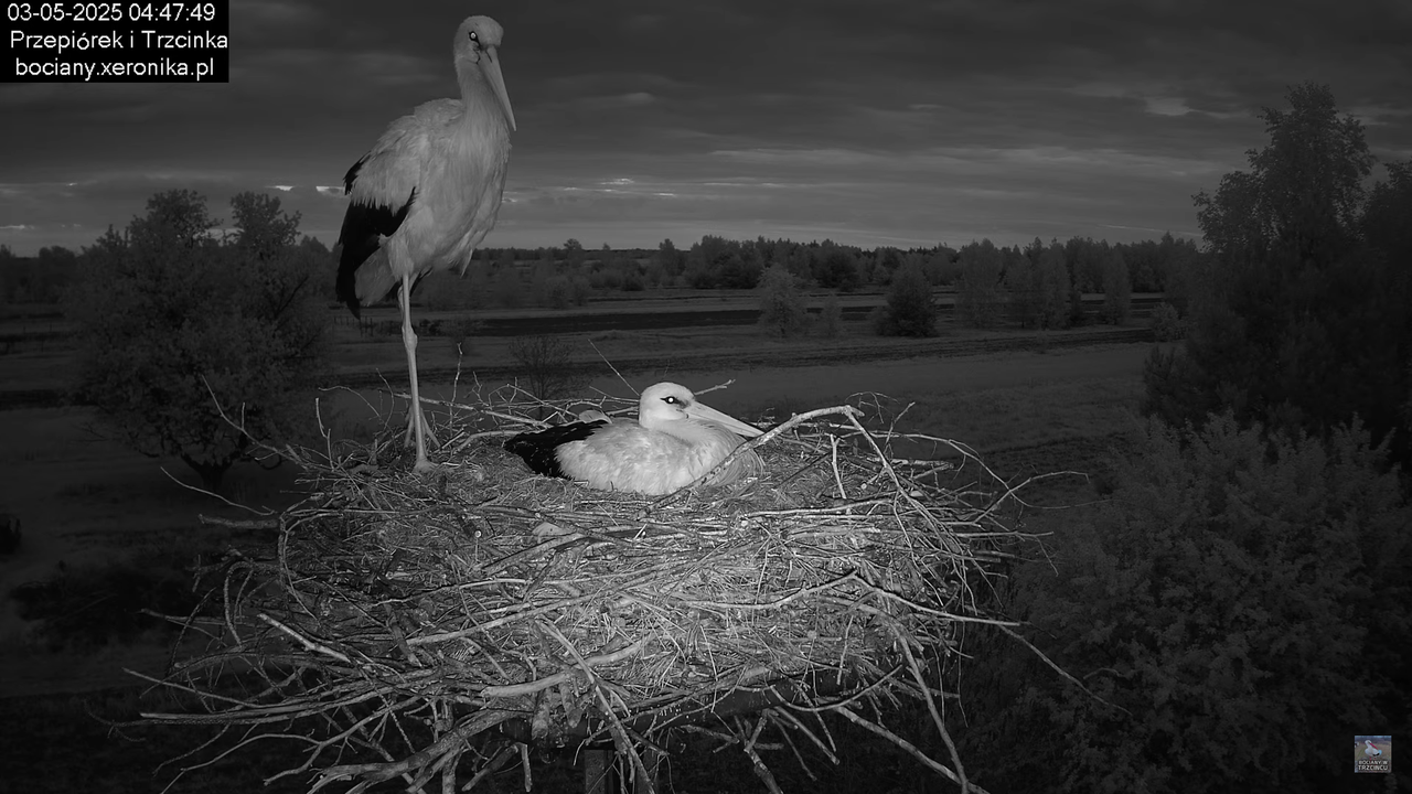 03052025bociany1