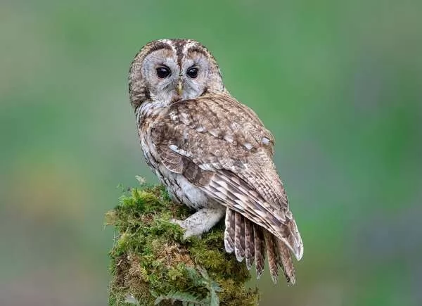 [صورة: tawny-owl-facts-with-pictures-and-video-...80753.webp]