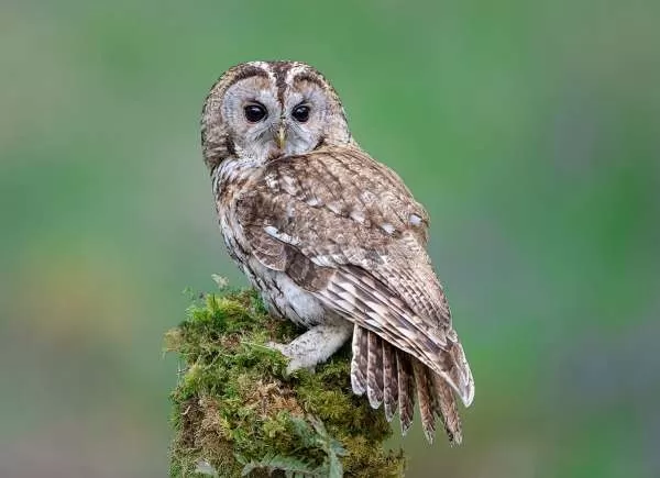 [Image: tawny-owl-facts-with-pictures-and-video-...80753.webp]