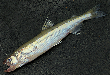 %D0%A0%D0%B8%D0%BF%D1%83%D1%81_%D0%BB%D0