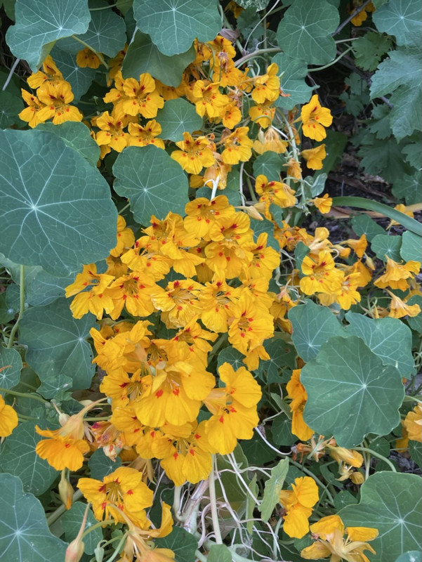 7E33C641-FE0C-4D95-99F8-BBBC300140EE_1_105_c