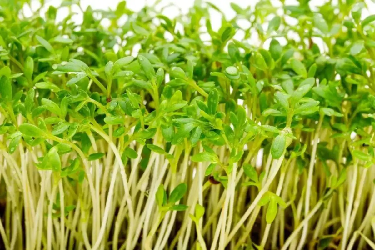 Cress Microgreens