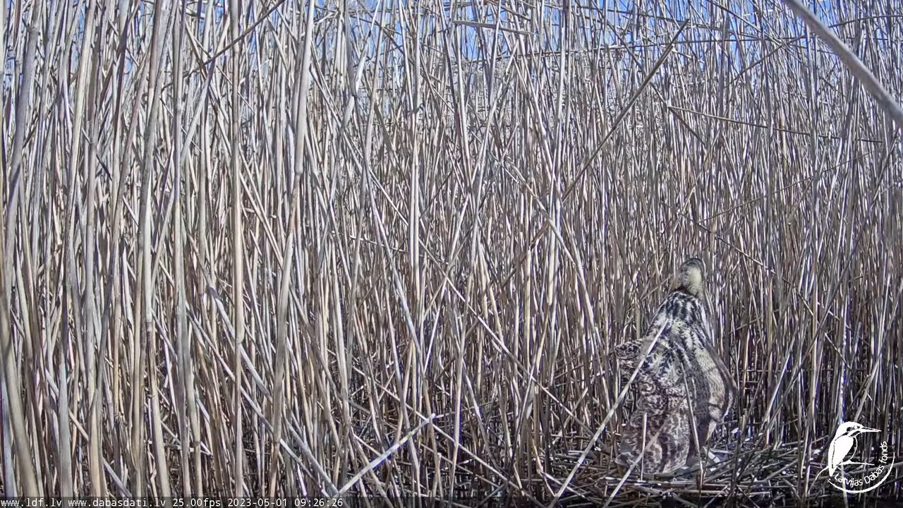 Lielais dumpis (Botaurus stellaris) Engurē - LDF tiešraide 12-10-16 screenshot