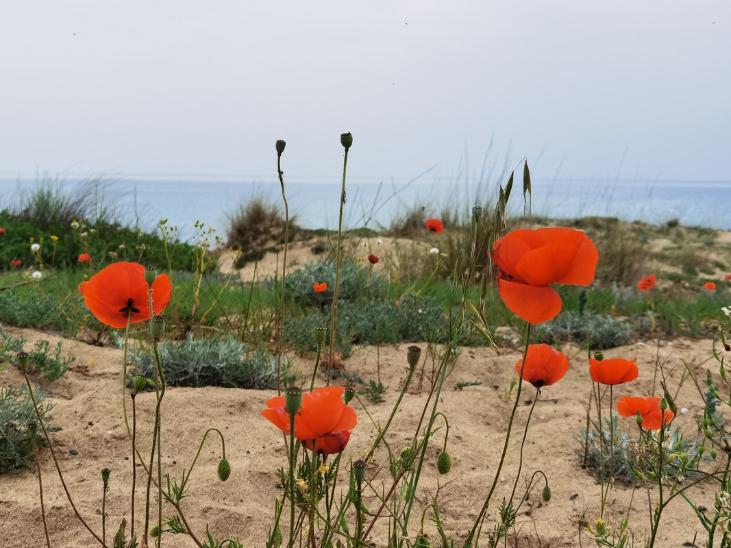 IMG_20200516_090335