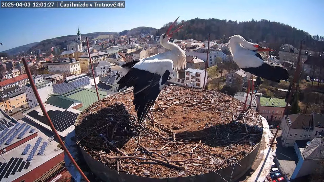 Tiešraidē no stārķa ligzdas uz alus darītavas skursteņa Trutnovā 14-6-12 screenshot