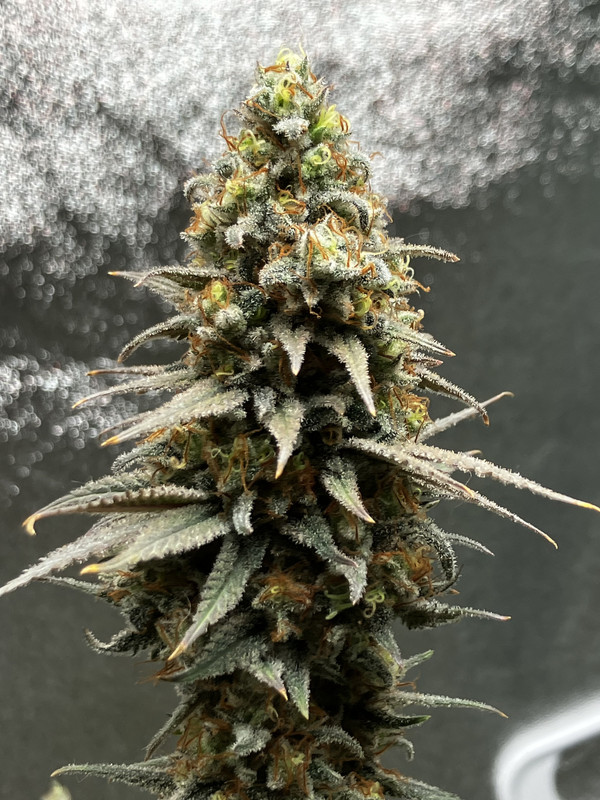 481F544B-A619-4A92-8AB5-04A6A1125443