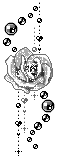 charm