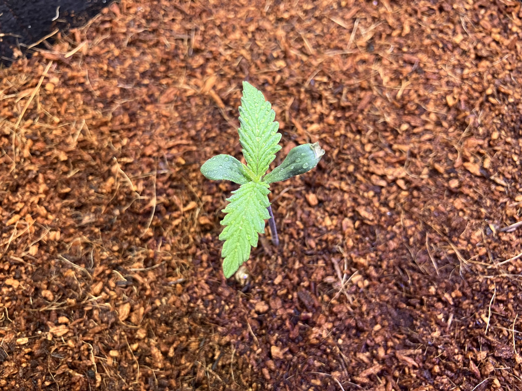 IMG_1166(marzo 15 2023)