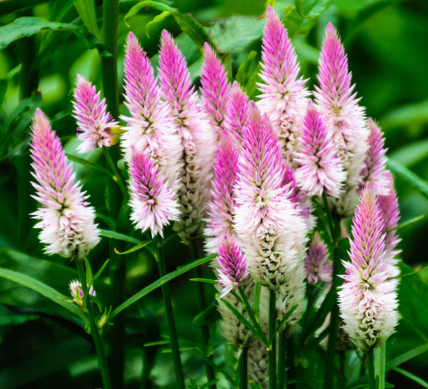 celosia flamingo feather