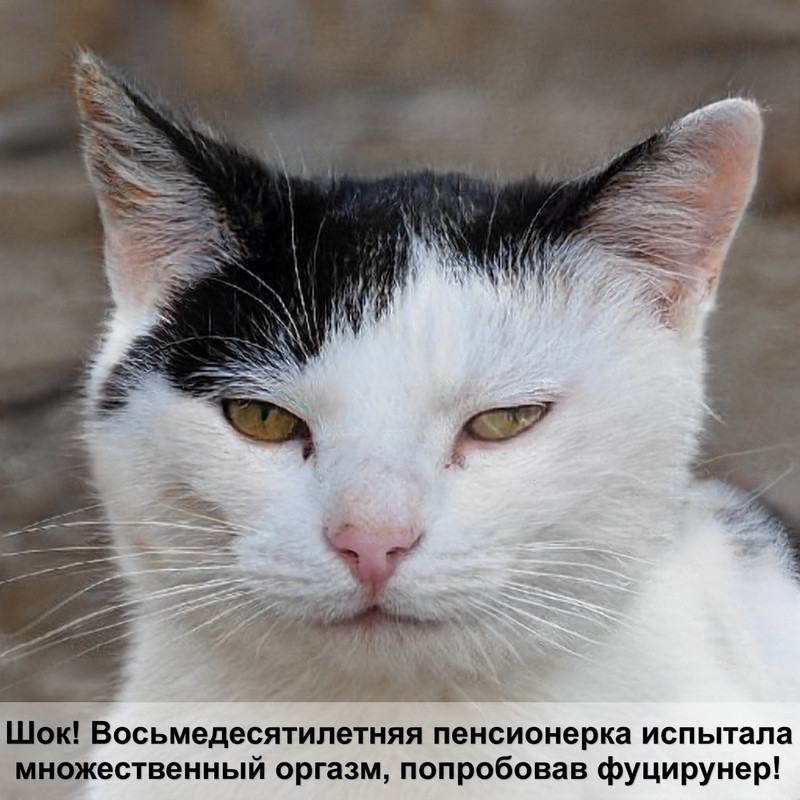 трехцветная кошка порода