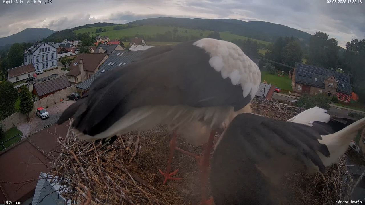 Tiešraides kamera — Mladé Buky — stārķa ligzda 4K 13-22-16 screenshot