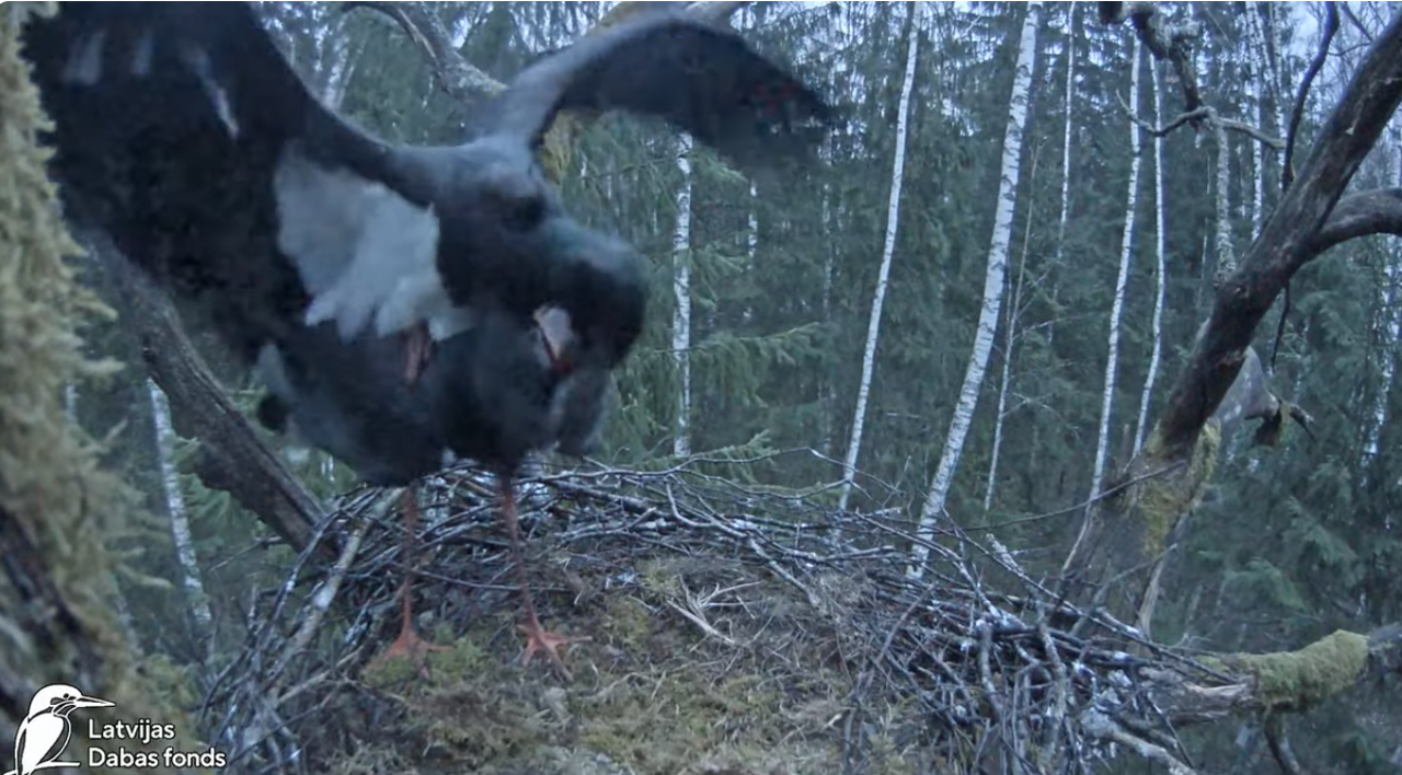 Screenshot 2024-04-03 at 08-55-56 Melnais stārķis (Ciconia nigra) Ogres novadā - LDF tiešraide - You