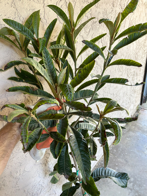 il_1588xN.5502652407_dzlj