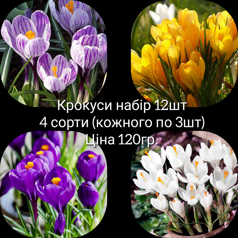 GridArt_20230810_081959007