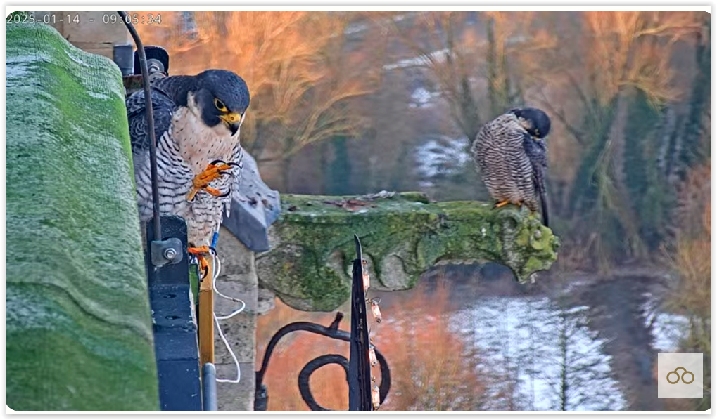 Screen Shot 01-14-25 at 09.09 AM 001