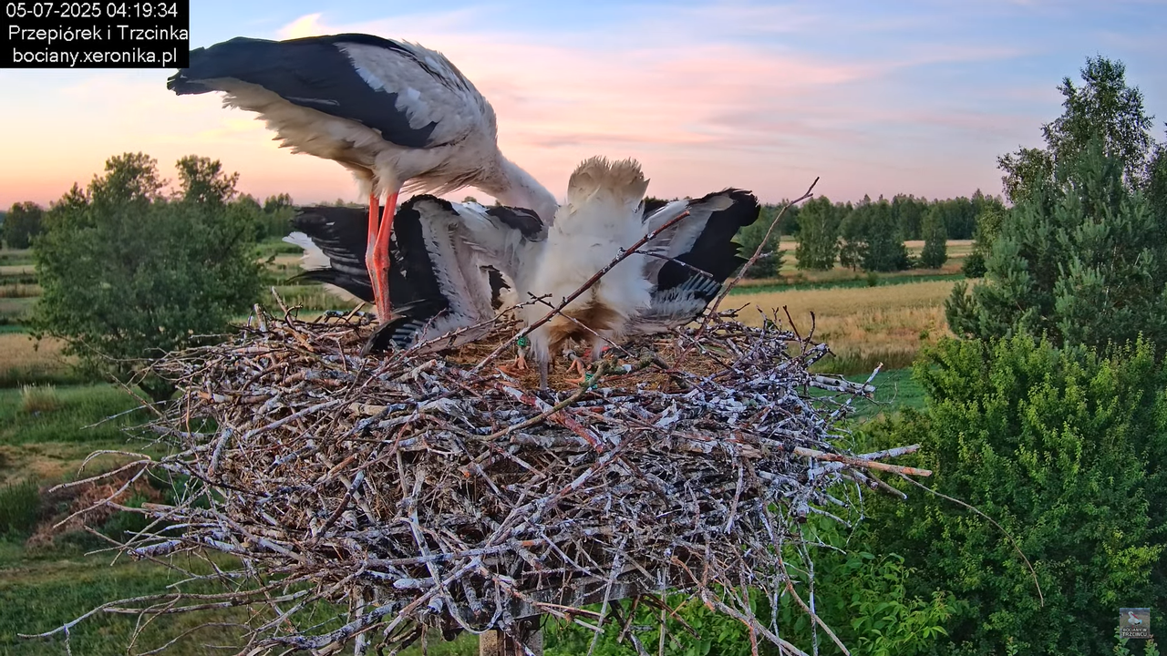 05072025bociany3
