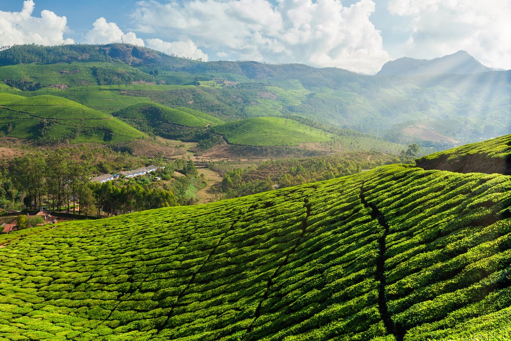 How Lead Transcends Soil to Tea Leaves