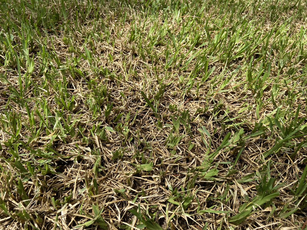 new sod care ontario