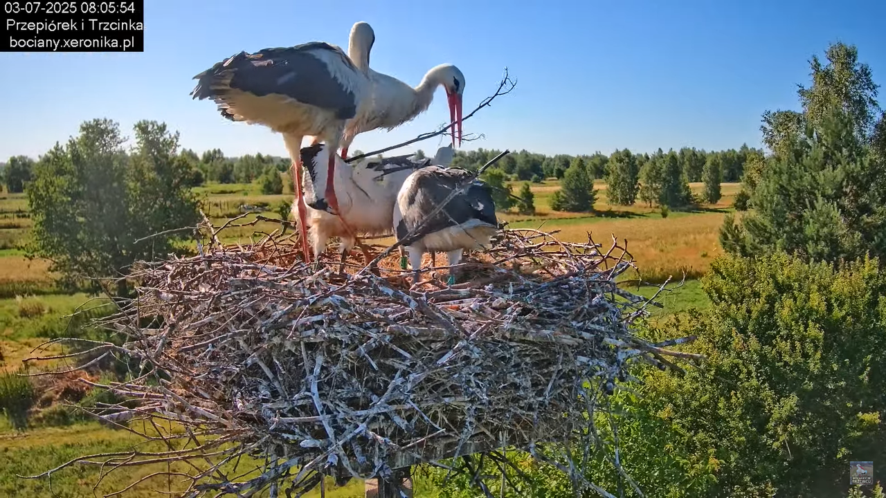 03072025bociany18