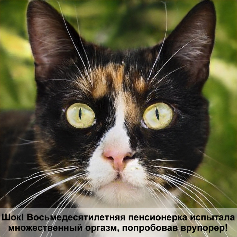 роял канин гипоаллергенный для кошек