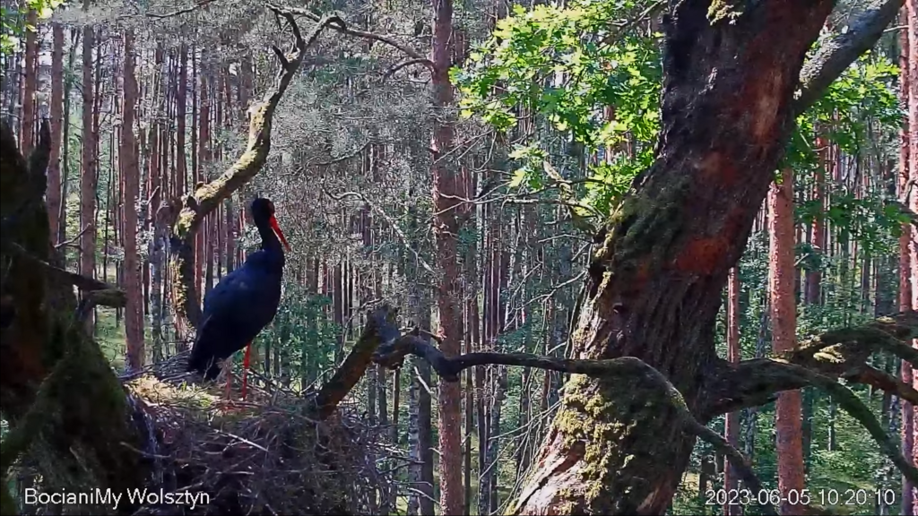 Zrzut ekranu (17184)