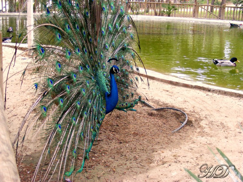 Animals-Spain-Peacock-HD.jpg