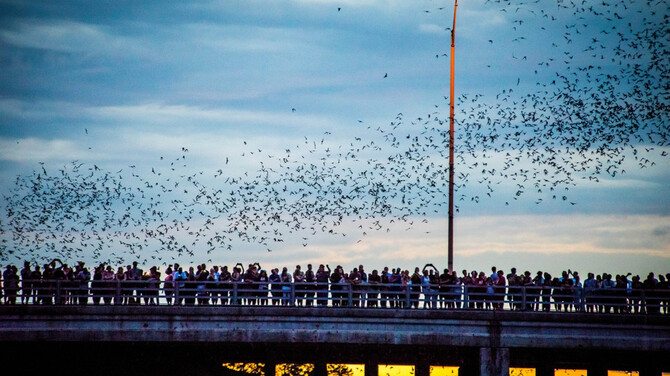 Austin-Bat-watching9cd5-453c-b8b3-ba99d4814039-large16x9-Congress-Avenue-Bridge-Amanda-Stronza-Bat-C.jpg
