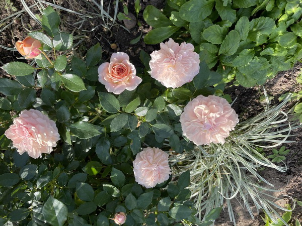 https://i.postimg.cc/bJD8PF1h/IMG-6493.jpg