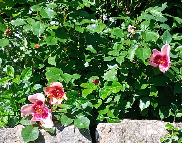 Persische Rosen 2026