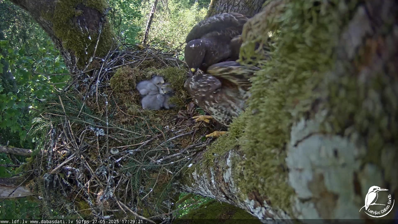 Melnās klijas (Milvus migrans) Kurzemē_ peļu klijāni (Buteo buteo) 12-41-36 screenshot