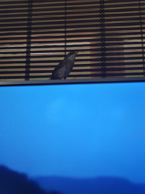 WhatsApp Image 2020-05-29 at 11.56.06 (1)