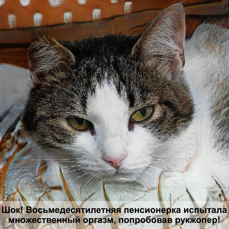 сибирская кошка персикового окраса