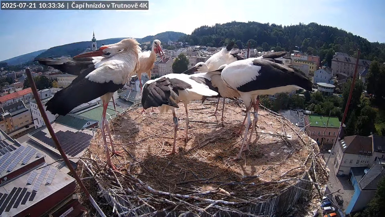 Tiešraide no stārķa ligzdas uz alus darītavas skursteņa Trutnovā 13-28-16 screenshot