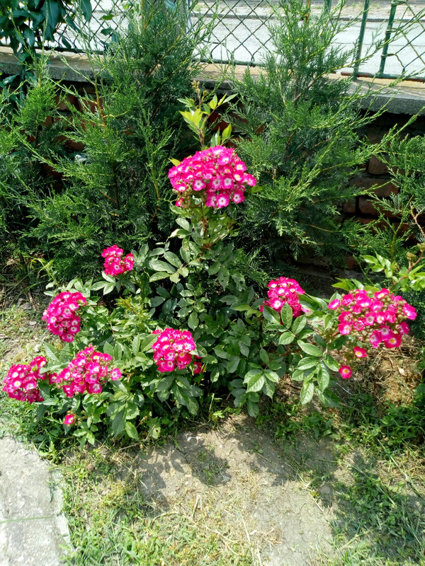 IMG_20190602_130237043