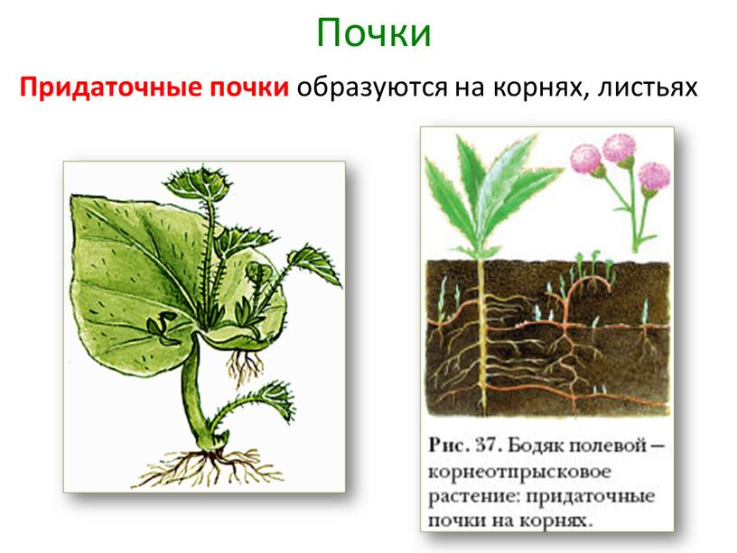 Развитие листьев и корней у эхмеи полосатой как обеспечить оптимальные условия