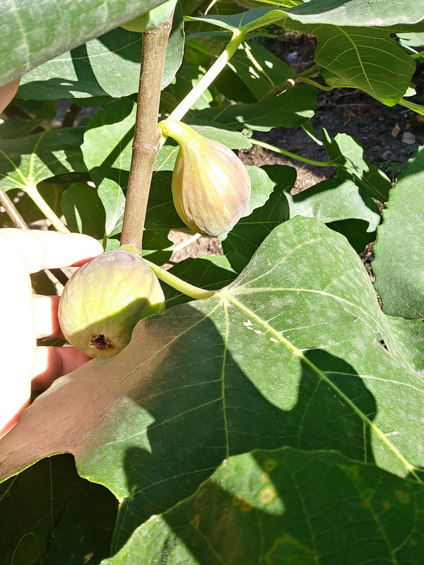 20200828_091550_HDR