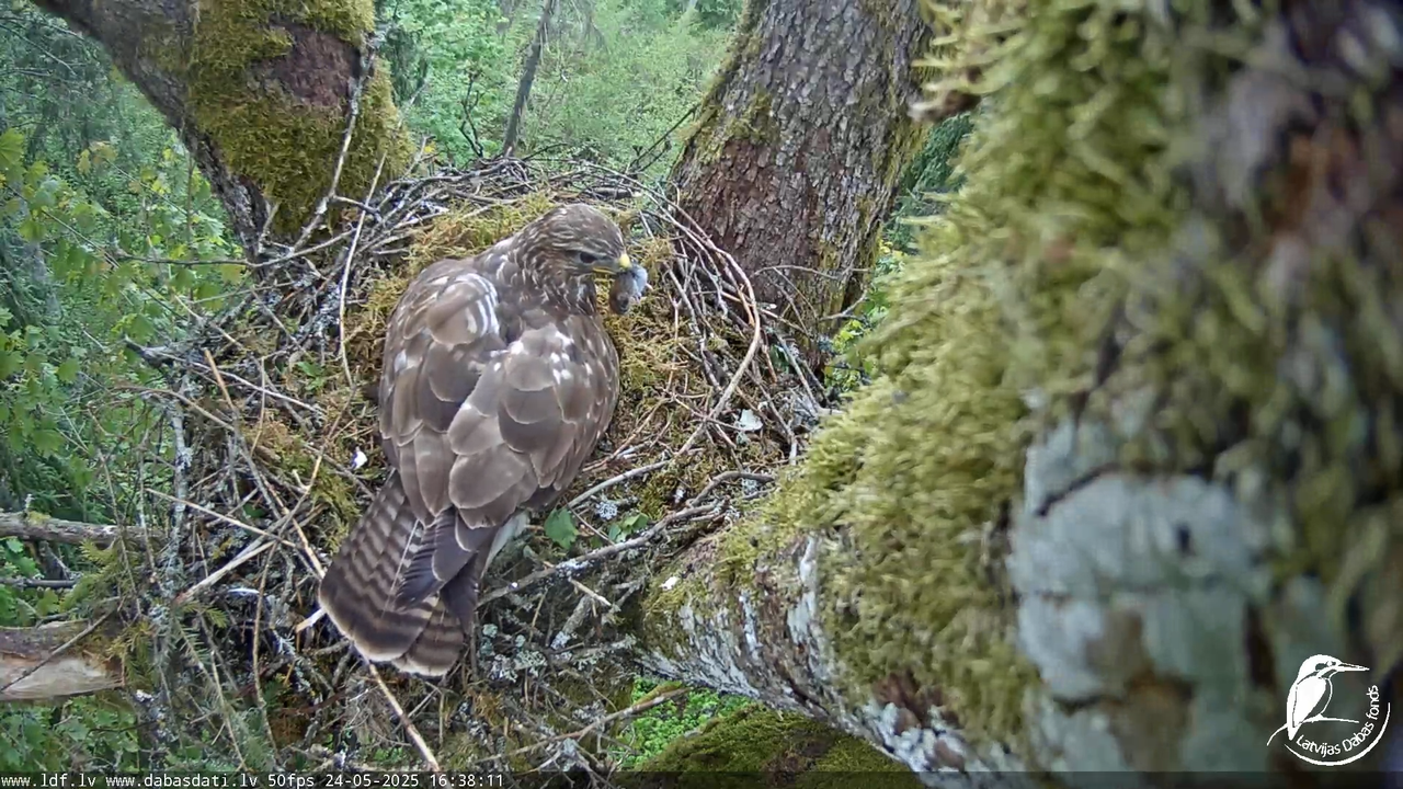 Melnās klijas (Milvus migrans) Kurzemē_ peļu klijāni (Buteo buteo) 14-9-11 screenshot
