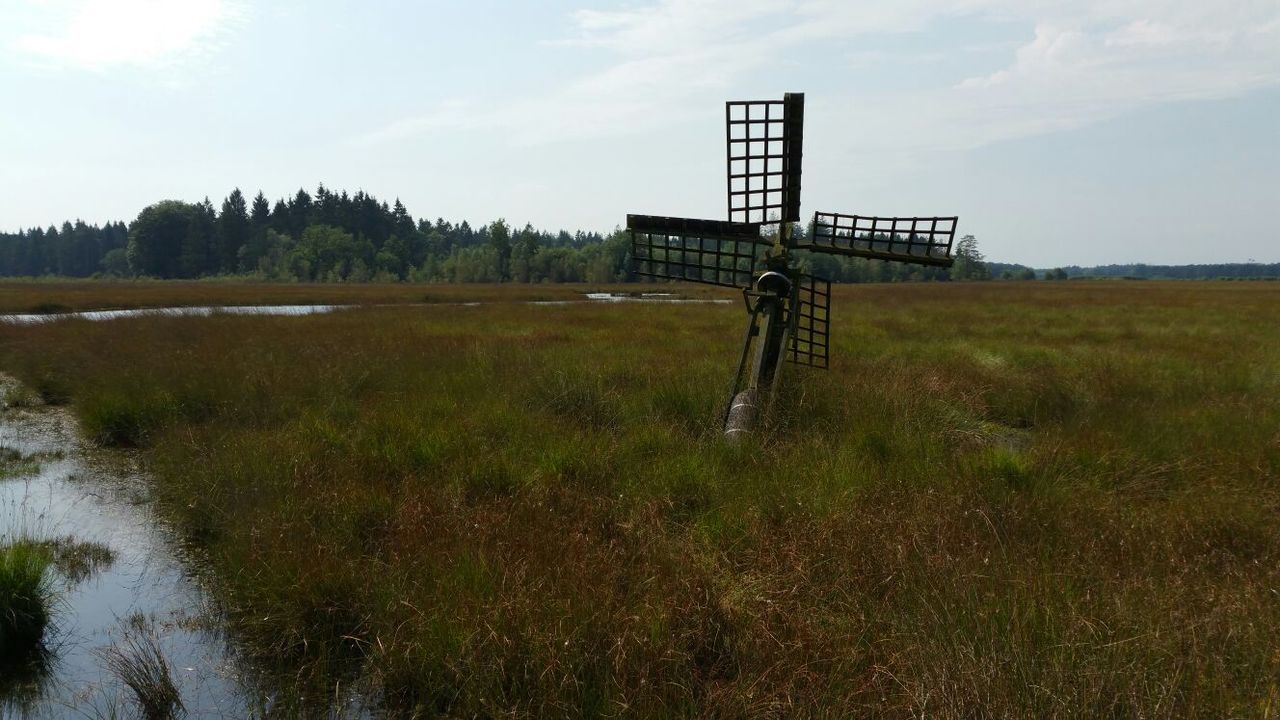 Paaltjasker  Grolloërveen 04 Grolloo