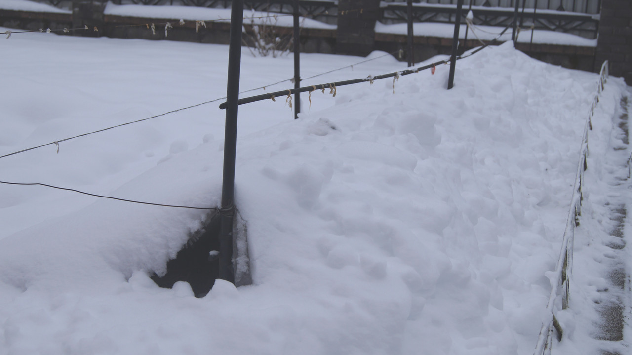 Состояние виноградника перед Новым годом, декабрь 2019