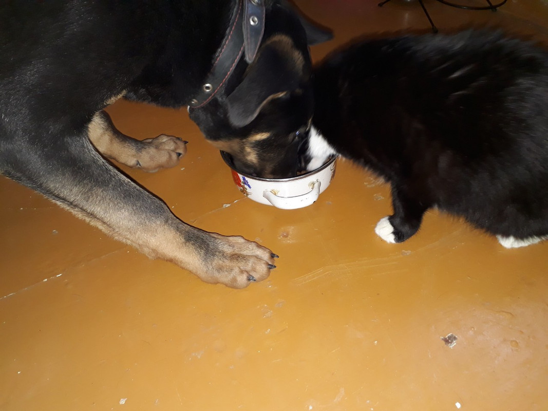 изображение_viber_2020-03-01_13-40-24